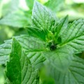 Mentă BIO
