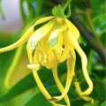 Floare de Ylang-Ylang 