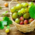 Extract din coacăze albe BIO
