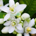 Neroli