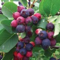 Merișor BIO