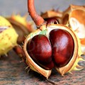Extract de castane