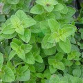 Ulei esențial de oregano bio