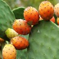 Ulei din semințe de cactus