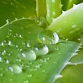Gel de aloe vera Bio