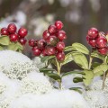 Hidrolat de snow cladonia Bio