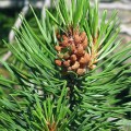 Ulei de pin organic