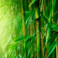Lemn de bambus