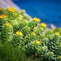 Rhodiola Rosea 
