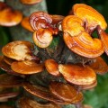 Reishi 