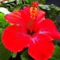 Cremă de noapte regenerantă cu extract de hibiscus 