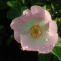 Ulei pur de rosa mosqueta (trandafir sălbatic)