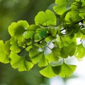 Șampon reparator bio cu gingko biloba