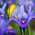 Șampon neutralizare tonuri de galben cu extract de iris