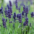 Flori de lavanda