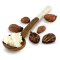 Unt bio de shea