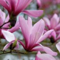 Balsam și parfumant ecologic pentru rufe cu magnolie