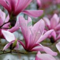 Ulei esențial de magnolie bio